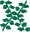 Giant seaweed